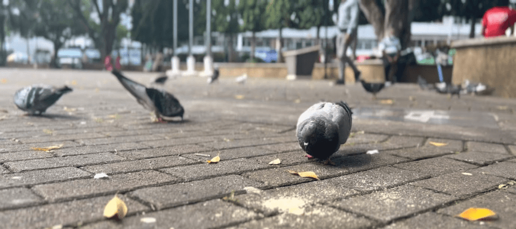 Five Loaves and Eight Dollars a Day